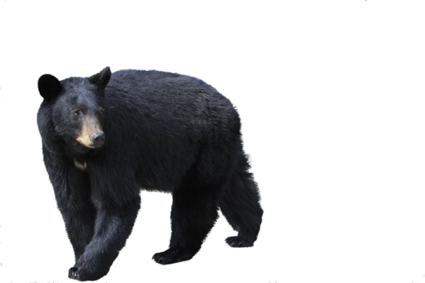 Free Bear American Black Bear Bear Brown Bear Clipart Clipart Transparent Background