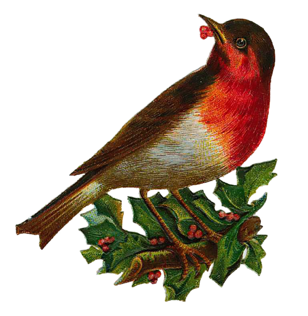 Free Bird Bird Beak European Robin Clipart Clipart Transparent Background