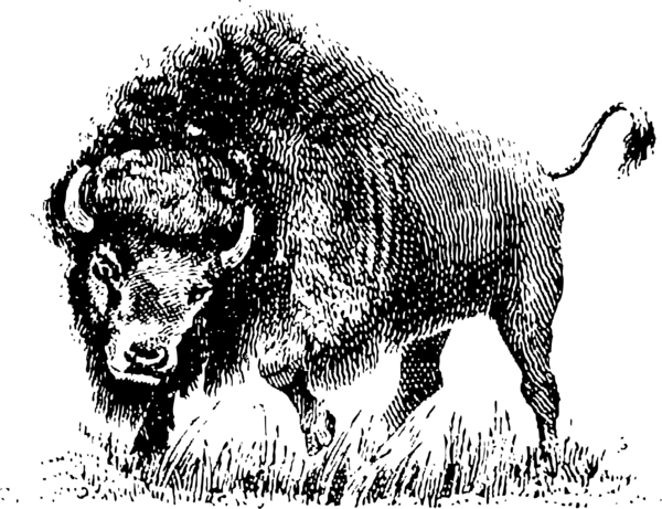 Free Cow Wildlife Bison Black And White Clipart Clipart Transparent Background