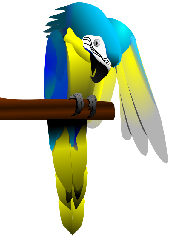 Free Bird Bird Beak Macaw Clipart Clipart Transparent Background