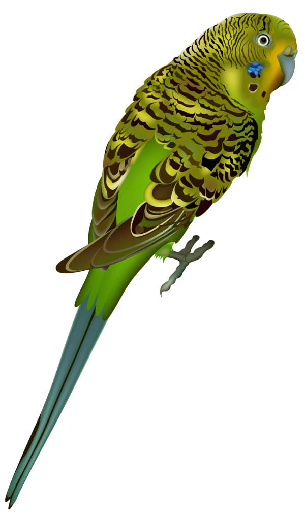 Free Bird Bird Parakeet Parrot Clipart Clipart Transparent Background