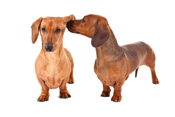 Free Dog Dog Dachshund Snout Clipart Clipart Transparent Background