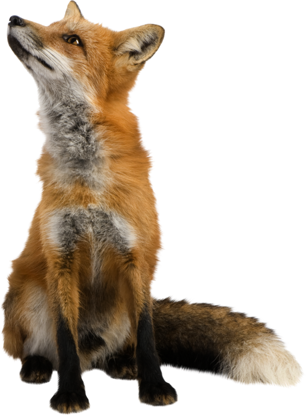Free Fox Fox Red Fox Fur Clipart Clipart Transparent Background