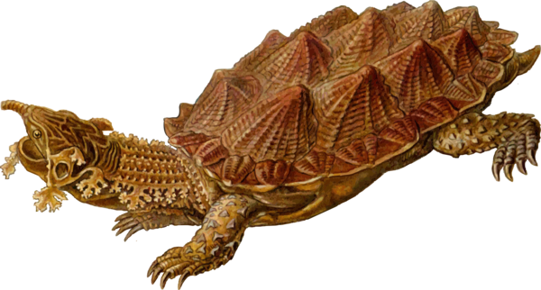 Free Dinosaur Reptile Turtle Chelydridae Clipart Clipart Transparent Background