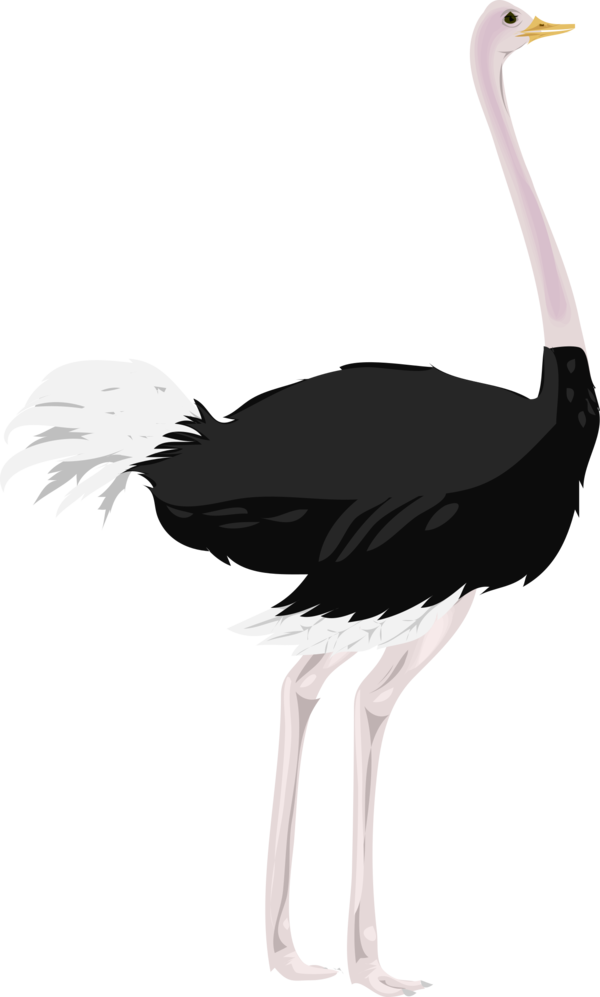 Free Bird Bird Ostrich Beak Clipart Clipart Transparent Background