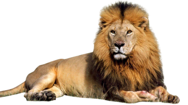 Free Cat Wildlife Lion Masai Lion Clipart Clipart Transparent Background