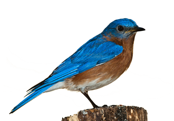 Free Bird Bird Bluebird Beak Clipart Clipart Transparent Background