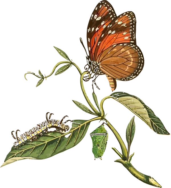 Free Butterfly Butterfly Flower Moths And Butterflies Clipart Clipart Transparent Background