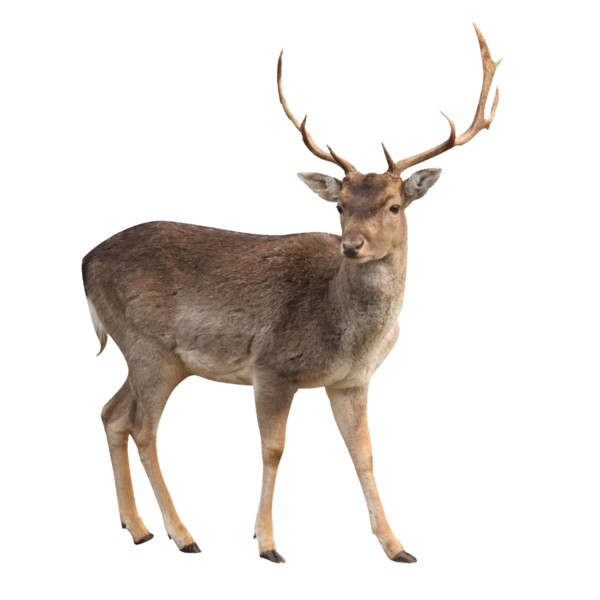 Free Deer Deer Wildlife Antler Clipart Clipart Transparent Background