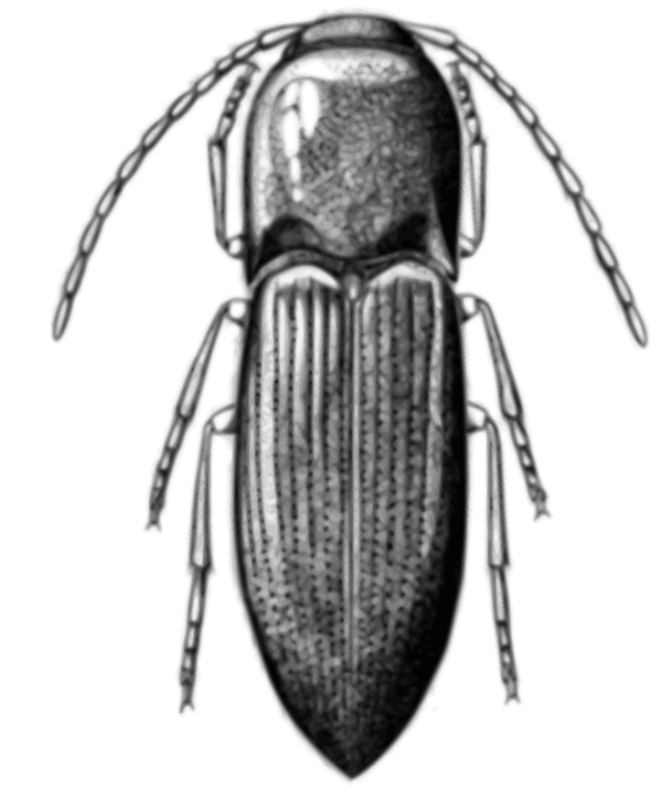 Free Insect Insect Black And White Beetle Clipart Clipart Transparent Background