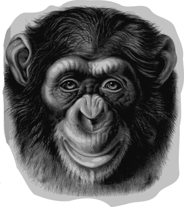Free Gorilla Common Chimpanzee Black And White Great Ape Clipart Clipart Transparent Background