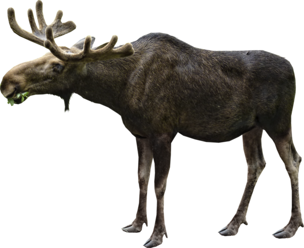 Free Deer Wildlife Moose Deer Clipart Clipart Transparent Background