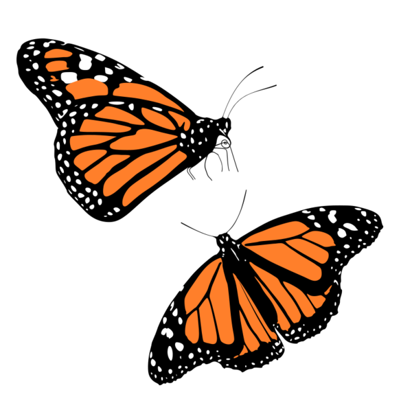 Free Butterfly Butterfly Moths And Butterflies Monarch Butterfly Clipart Clipart Transparent Background