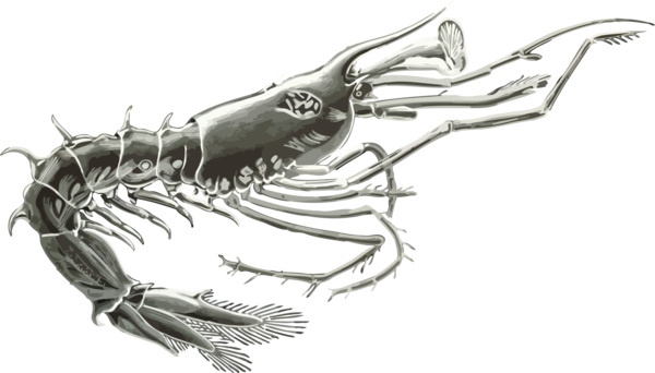 Free Crab Black And White Hand Joint Clipart Clipart Transparent Background