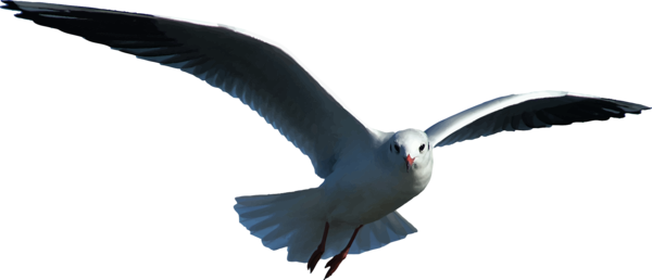 Free Bird Bird Beak Seabird Clipart Clipart Transparent Background