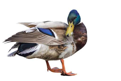 Free Bird Duck Bird Water Bird Clipart Clipart Transparent Background
