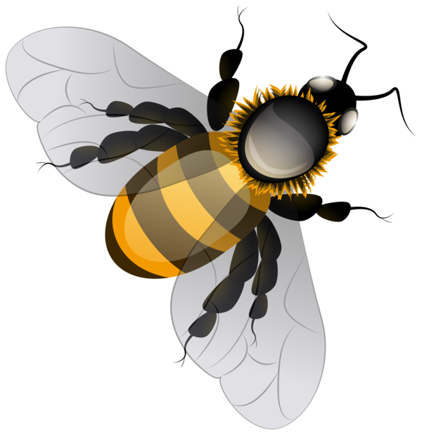 Free Bee Insect Bee Honey Bee Clipart Clipart Transparent Background
