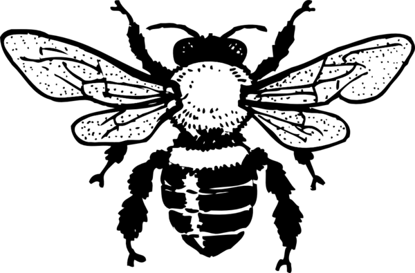 Free Bee Insect Black And White Moths And Butterflies Clipart Clipart Transparent Background
