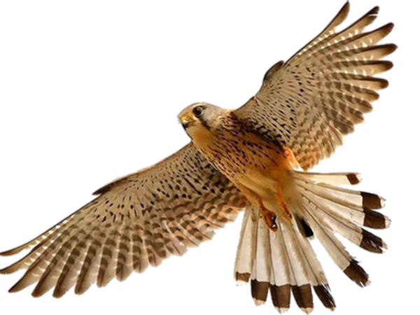 Free Bird Bird Falcon Bird Of Prey Clipart Clipart Transparent Background