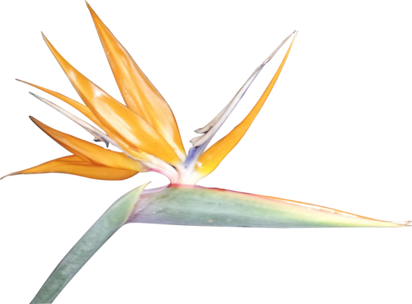 Free Bird Flower Plant Leaf Clipart Clipart Transparent Background