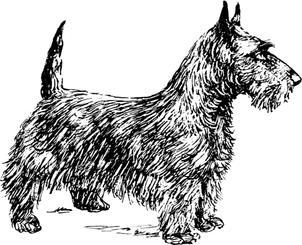 Free Cat Dog Black And White Scottish Terrier Clipart Clipart Transparent Background