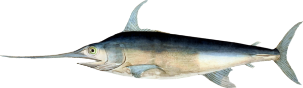 Free Fishing Fish Swordfish Billfish Clipart Clipart Transparent Background