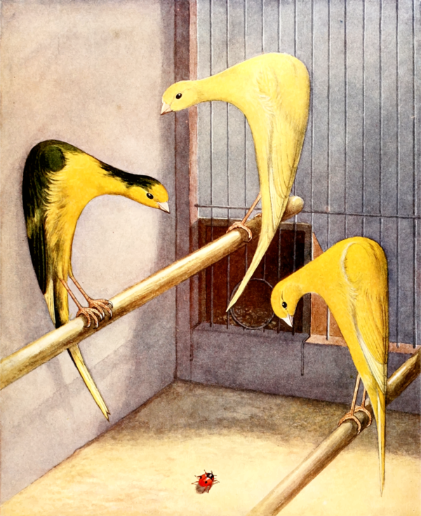 Free Bird Beak Bird Piciformes Clipart Clipart Transparent Background