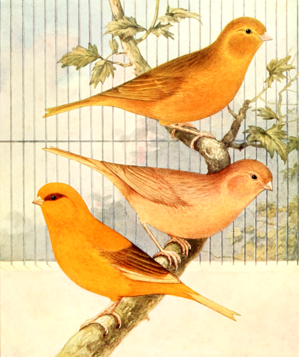 Free Bird Bird Beak Finch Clipart Clipart Transparent Background
