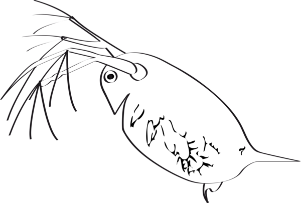 Free Fish Line Art Black And White Head Clipart Clipart Transparent Background