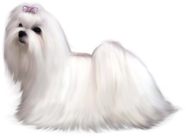Free Dog Dog Maltese Bichon Clipart Clipart Transparent Background