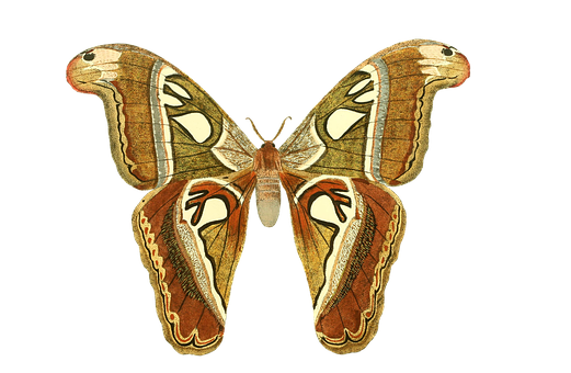 Free Butterfly Moths And Butterflies Butterfly Insect Clipart Clipart Transparent Background