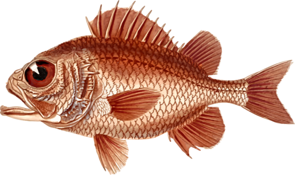 Free Fish Fish Seafood Red Snapper Clipart Clipart Transparent Background