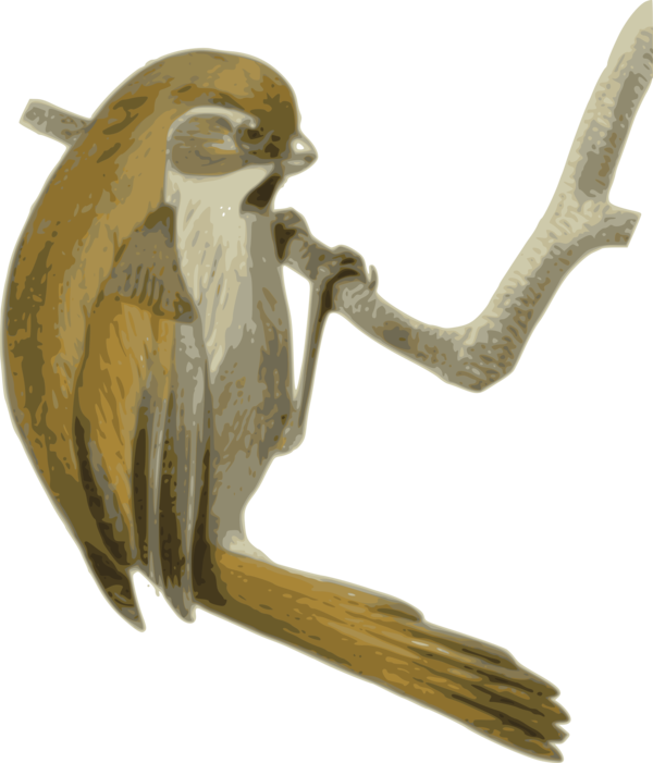 Free Bird Bird Of Prey Bird Beak Clipart Clipart Transparent Background