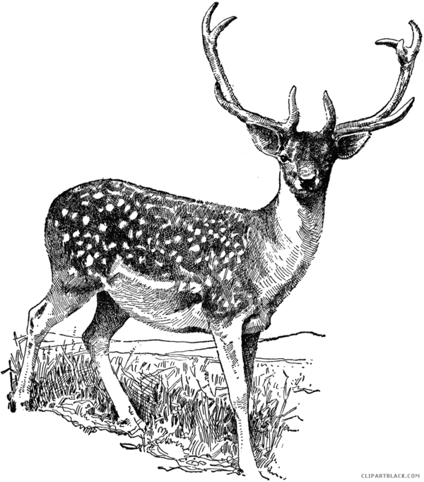 Free Hunting Wildlife Deer Black And White Clipart Clipart Transparent Background