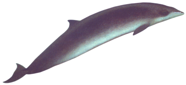 Free Cow Dolphin Fin Rough Toothed Dolphin Clipart Clipart Transparent Background