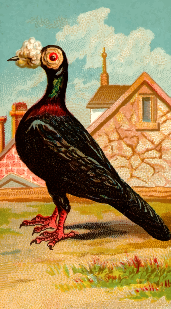 Free Bird Beak Bird Painting Clipart Clipart Transparent Background