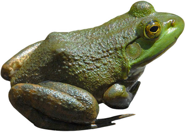 Free Frog Frog Toad Bullfrog Clipart Clipart Transparent Background