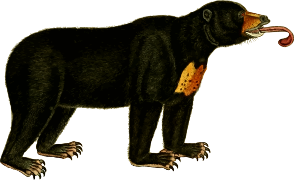 Free Bear Bear Wildlife Clipart Clipart Transparent Background