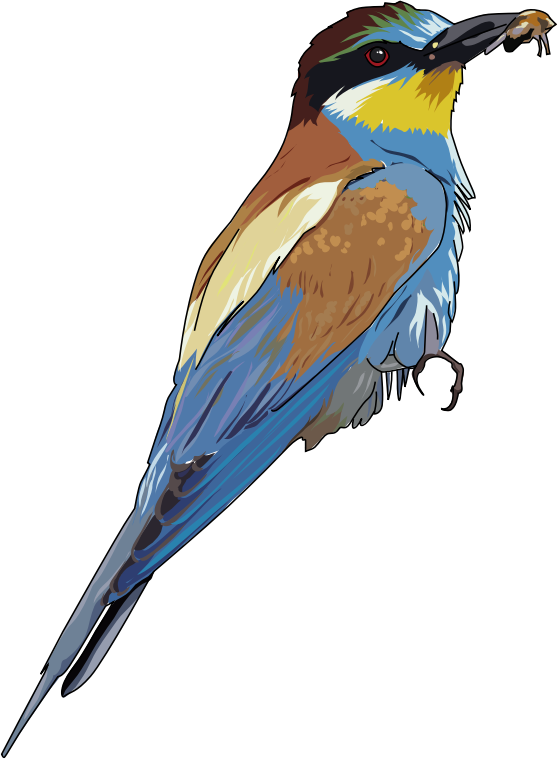 Free Bee Bird Beak Feather Clipart Clipart Transparent Background