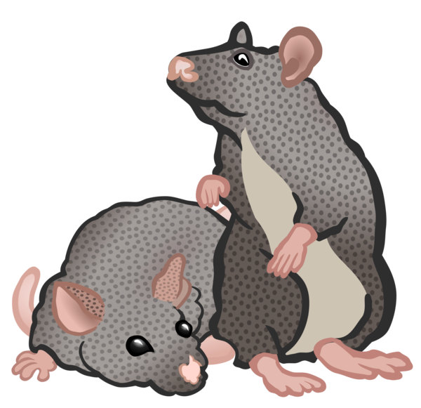 Free Cat Rat Mouse Muridae Clipart Clipart Transparent Background