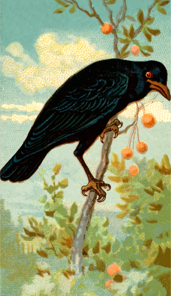 Free Bird Bird Beak American Crow Clipart Clipart Transparent Background