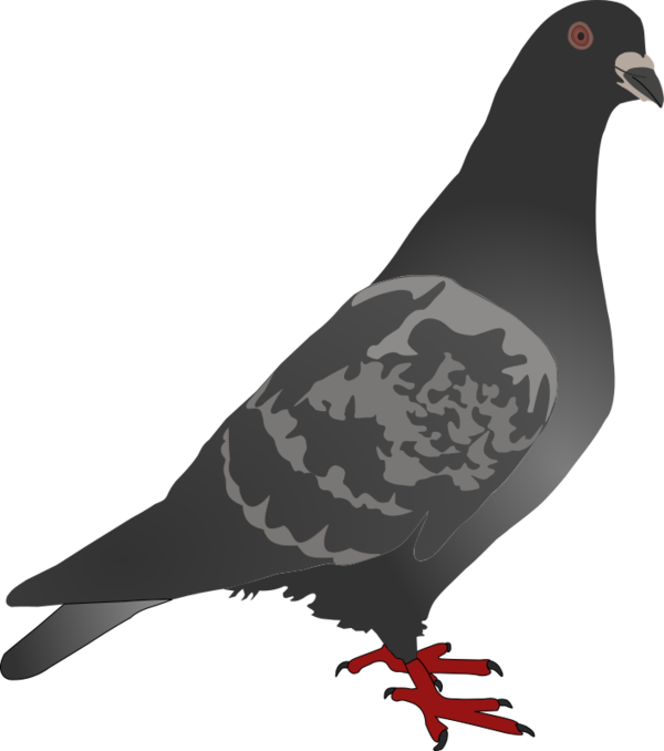 Free Bird Beak Bird Pigeons And Doves Clipart Clipart Transparent Background
