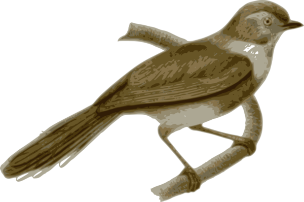 Free Bird Bird Beak Wing Clipart Clipart Transparent Background
