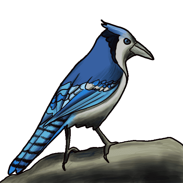 Free Bird Bird Beak Blue Jay Clipart Clipart Transparent Background