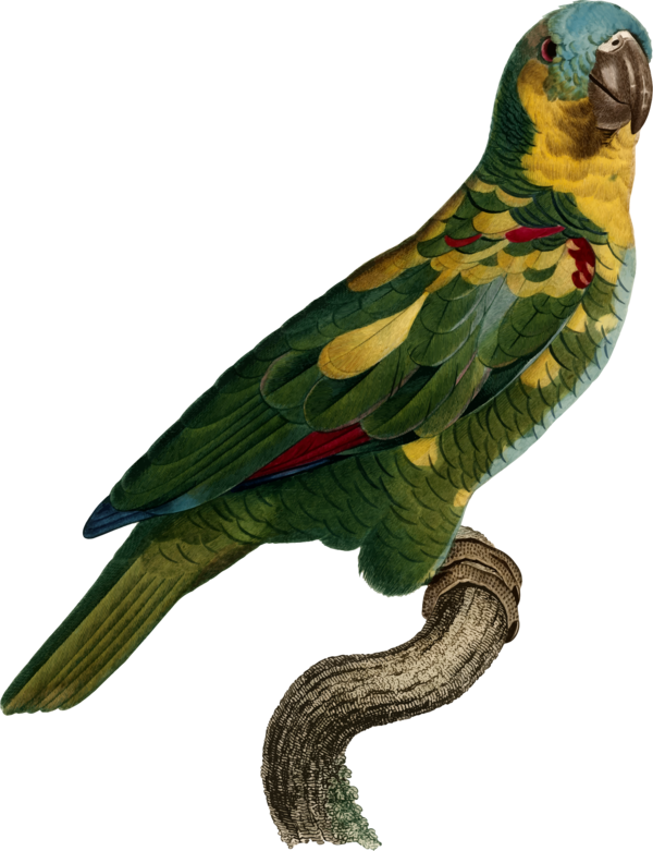 Free Bird Bird Beak Parrot Clipart Clipart Transparent Background