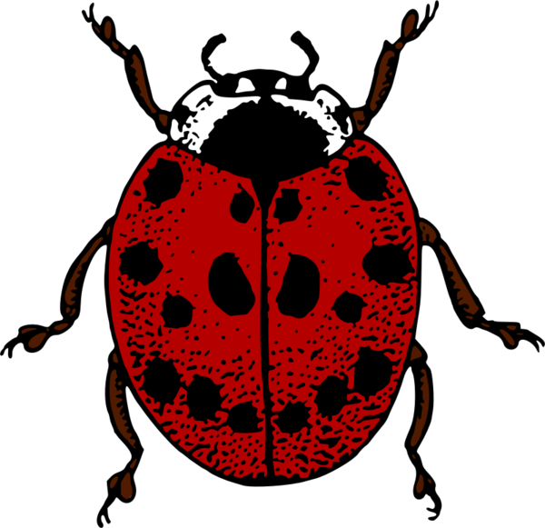 Free Insect Insect Ladybird Beetle Clipart Clipart Transparent Background