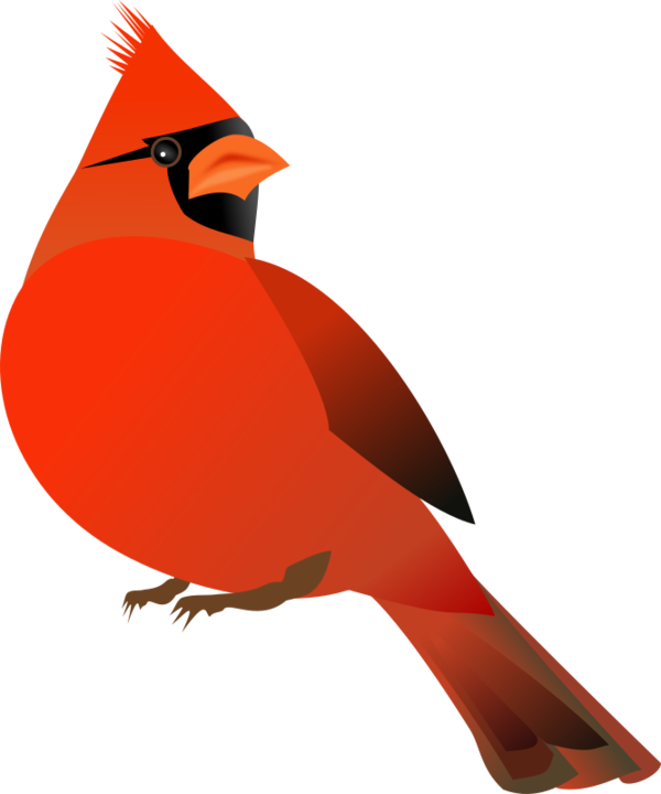 Free Bird Bird Beak Cardinal Clipart Clipart Transparent Background