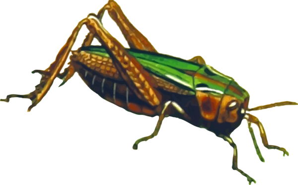 Free Insect Insect Weevil Locust Clipart Clipart Transparent Background