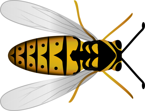 Free Bee Insect Fly Wing Clipart Clipart Transparent Background