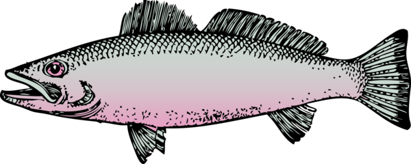 Free Fish Fish Line Art Red Snapper Clipart Clipart Transparent Background